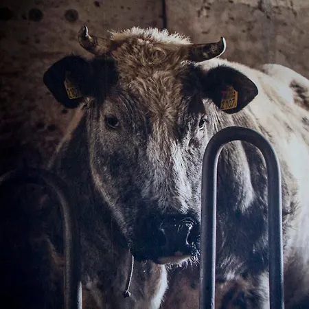 Nyaraló De Deel - Veluwe