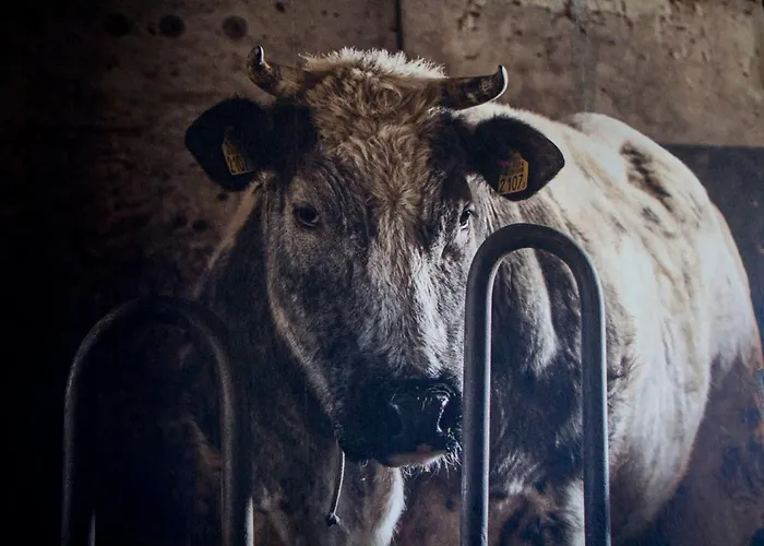 Nyaraló De Deel - Veluwe